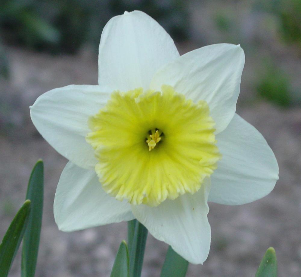Photo of Large-Cupped Daffodil (Narcissus 'Ice Follies') uploaded by MaryDurtschi