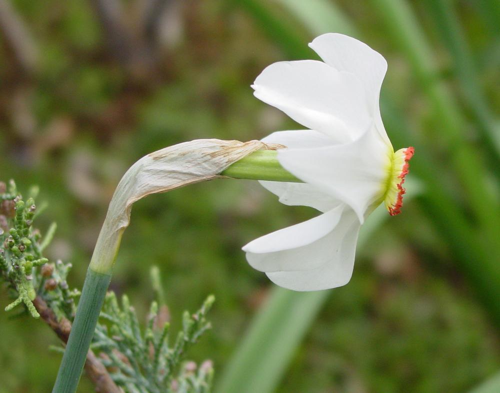 Photo of Species Daffodil (Narcissus poeticus subsp. poeticus) uploaded by MaryDurtschi