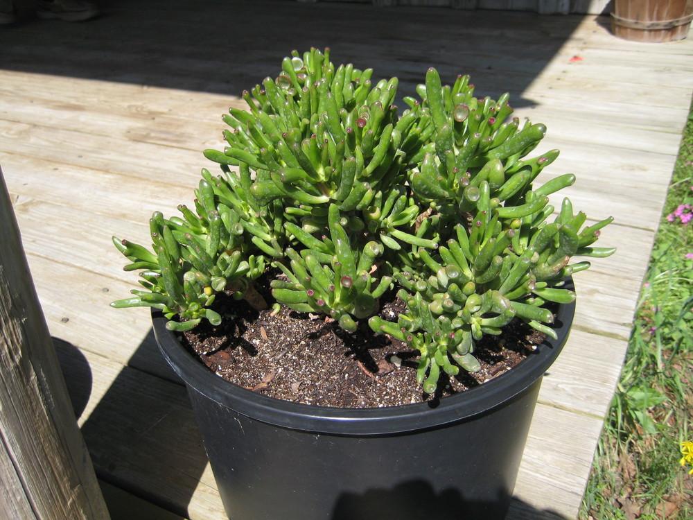 Photo of Jade Plant (Crassula ovata 'Ogre Ears') uploaded by Peggy8b