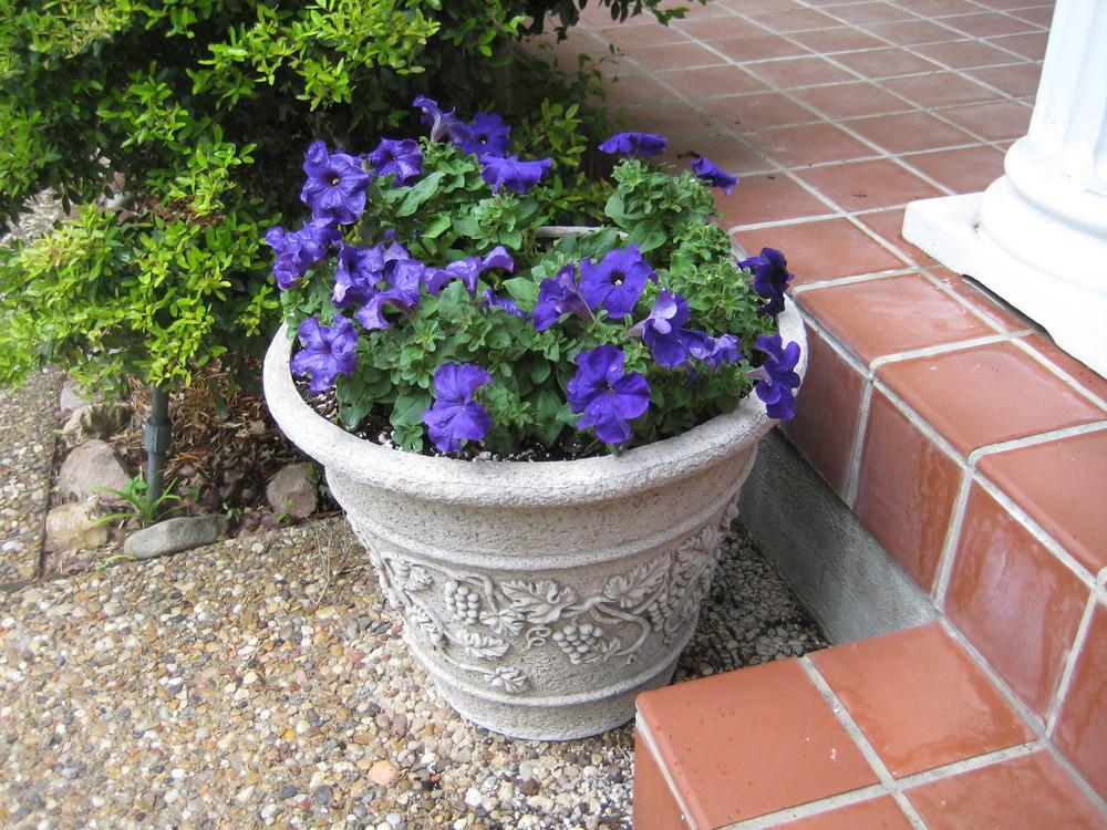 Photo of Petunias (Petunia) uploaded by Peggy8b