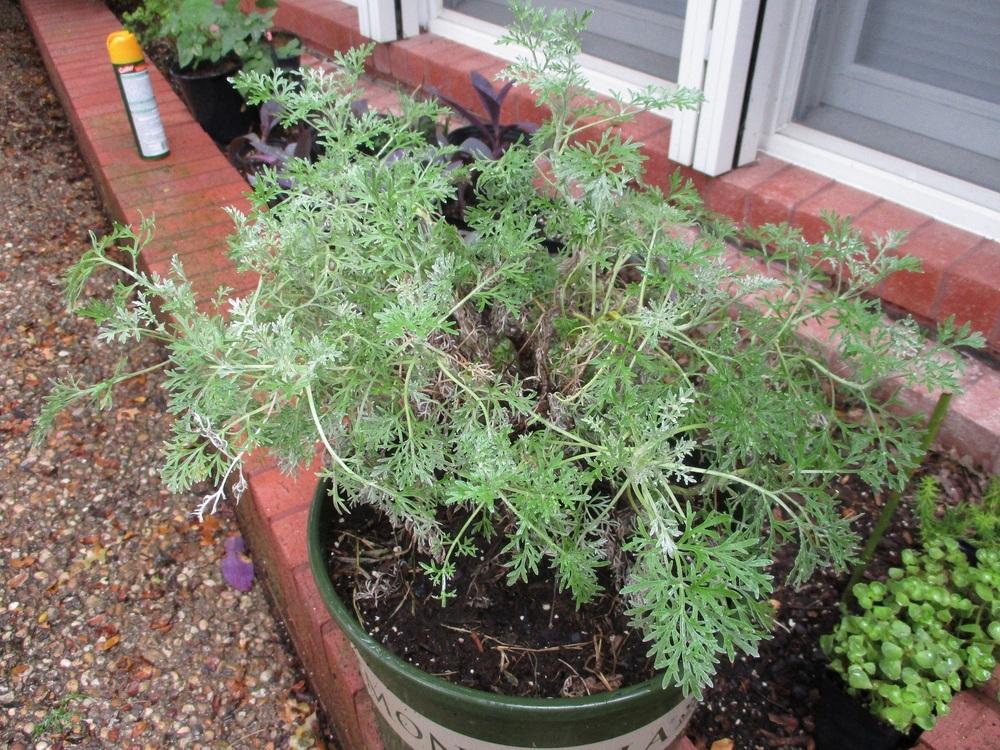 Photo of Wormwood (Artemisia 'Powis Castle') uploaded by Peggy8b