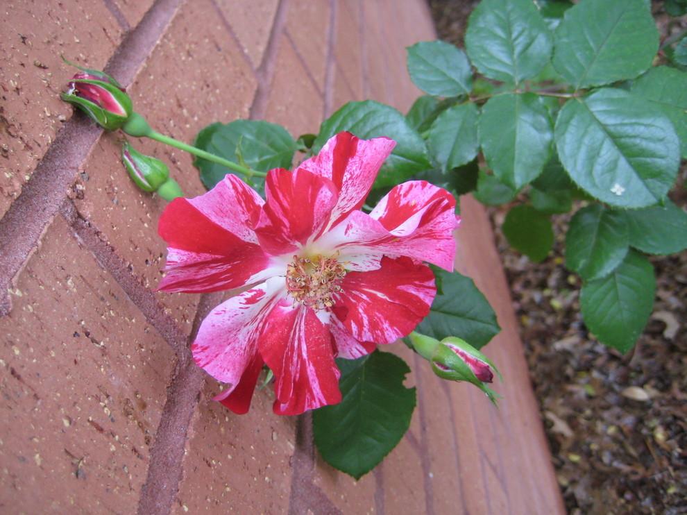 Photo of Large-Flowered Climbing Rose (Rosa 'Fourth of July') uploaded by Peggy8b