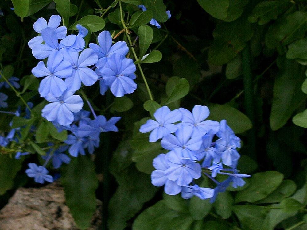 Photo of Plumbago (Plumbago auriculata) uploaded by Peggy8b