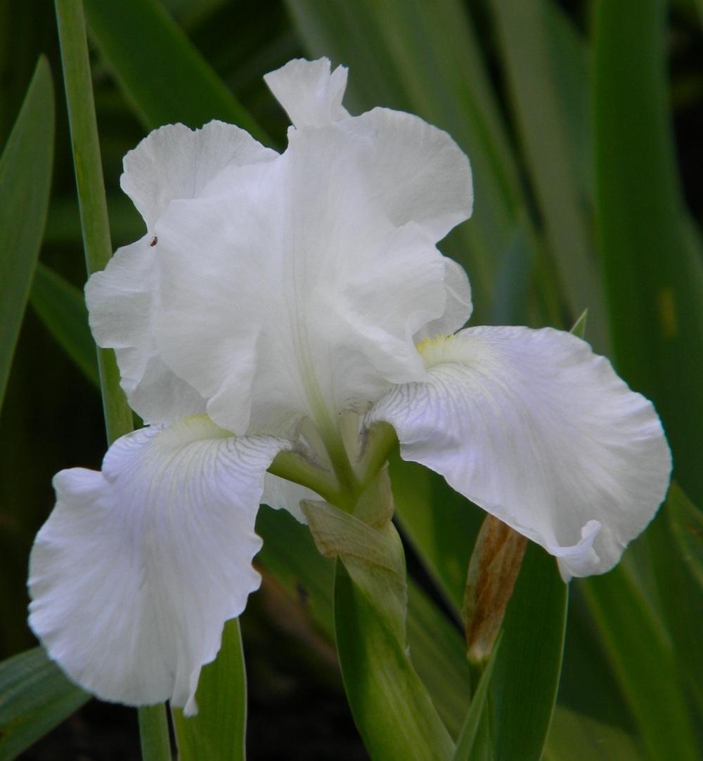Photo of Tall Bearded Iris (Iris 'Immortality') uploaded by SherriRaye