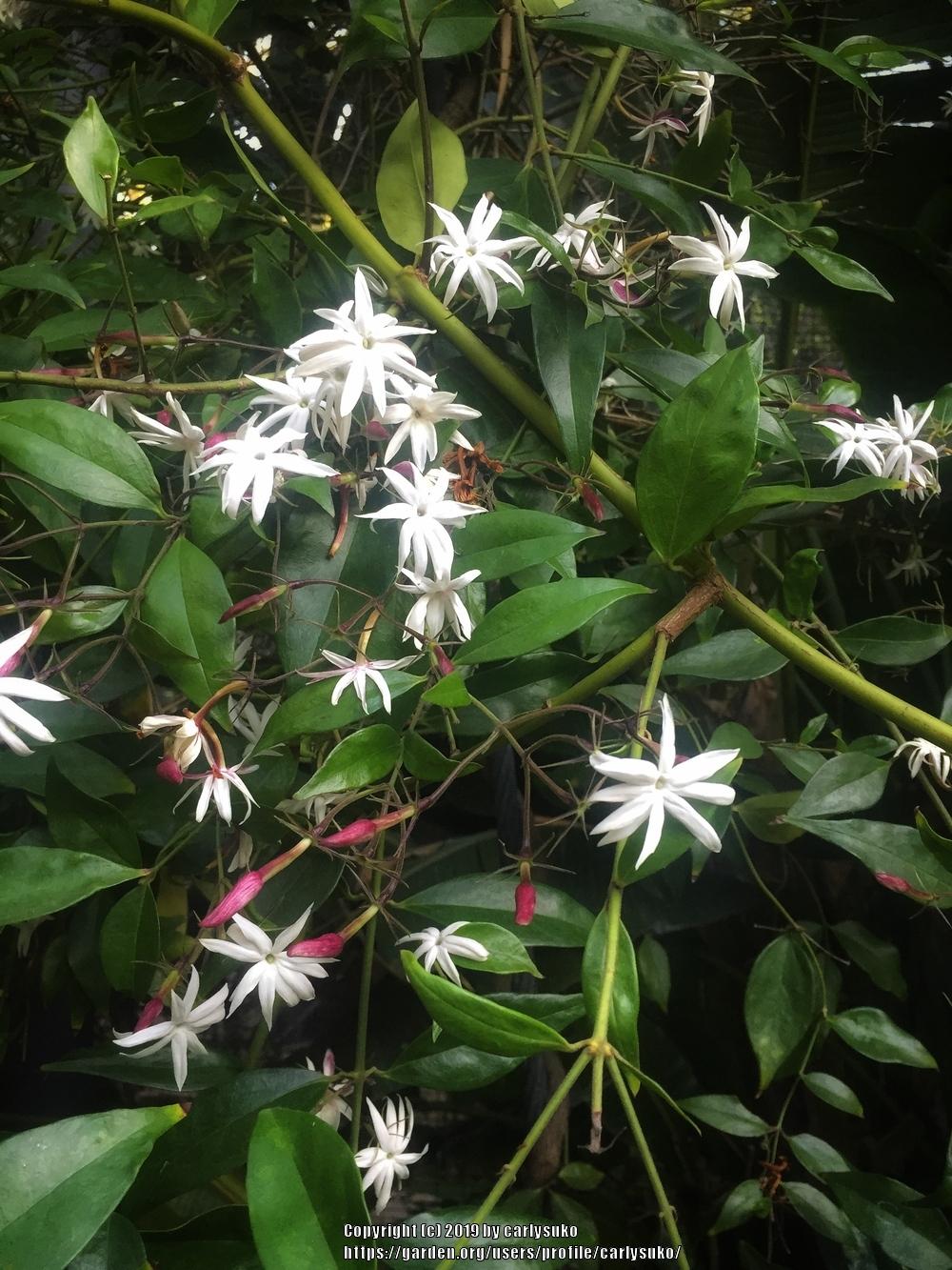 Photo of Star Jasmine (Jasminum laurifolium var. laurifolium) uploaded by carlysuko