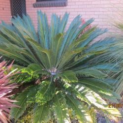 Location: Sydney Australia
Date: 2019-08-21
Sago Palm Cycas revoluta