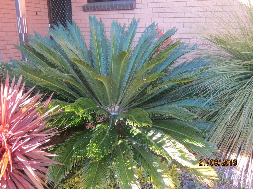 Photo of Sago Palm (Cycas revoluta) uploaded by yowie