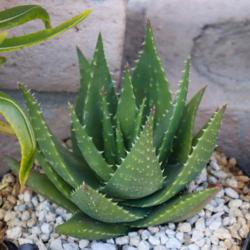 Location: Baja California
Date: 2019-08-20
Aloe humilis x