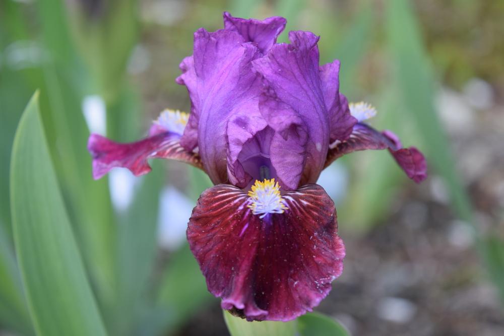 Photo of Standard Dwarf Bearded Iris (Iris 'Jeopardy') uploaded by Dachsylady86