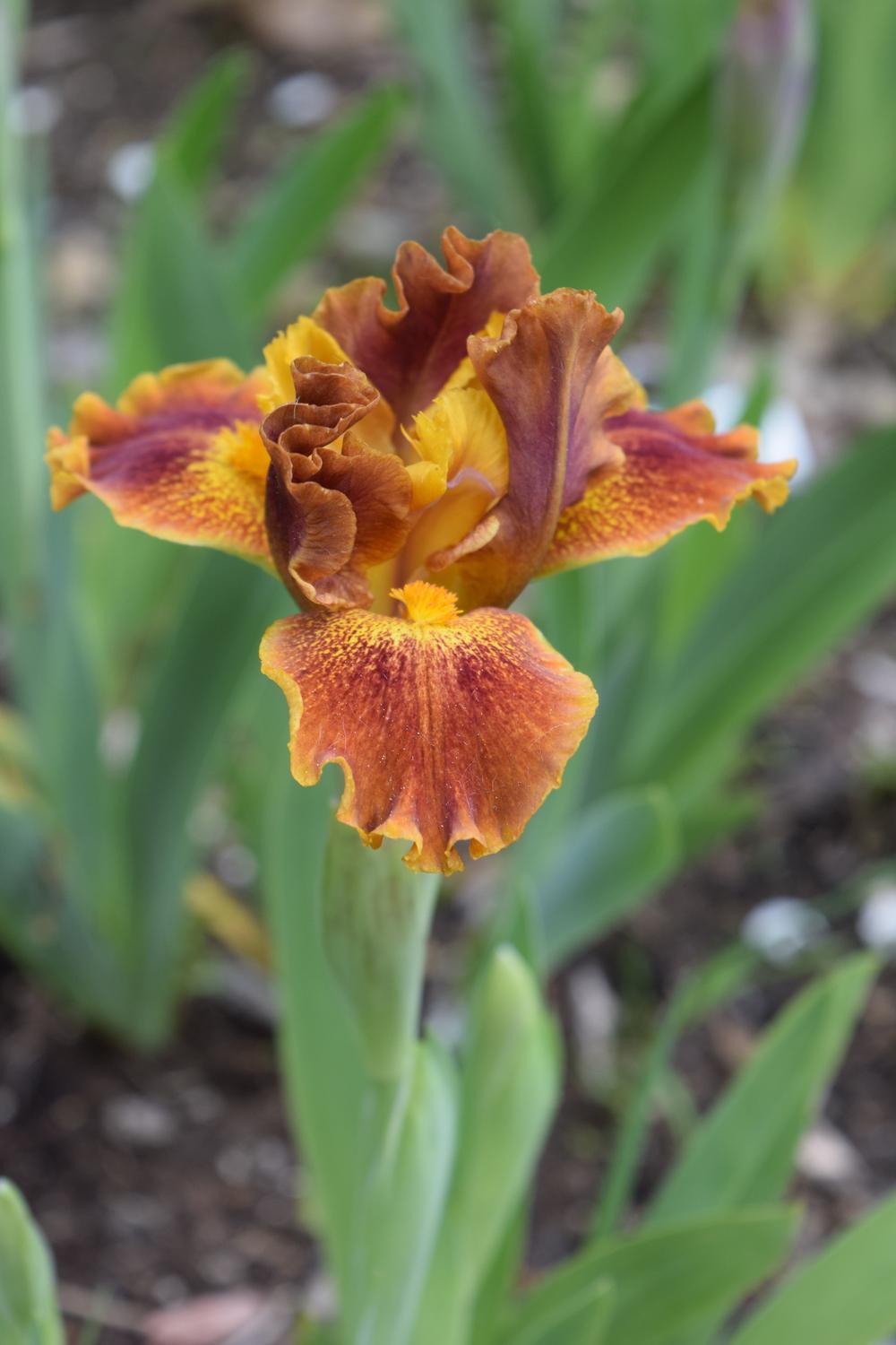 Photo of Standard Dwarf Bearded Iris (Iris 'Basket of Goodies') uploaded by Dachsylady86