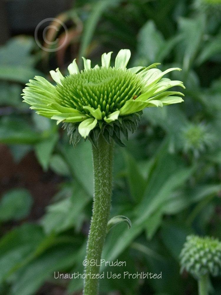 Photo of Coneflower (Echinacea 'Green Jewel') uploaded by DaylilySLP