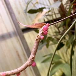 Location: My greenhouse, Florida
Date: 2019-08-21
hand pollinated, could yield a new hybrid!