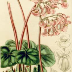 
Date: c. 1842
illustration by Fitch from 'Curtis's Botanical Magazine', 1842