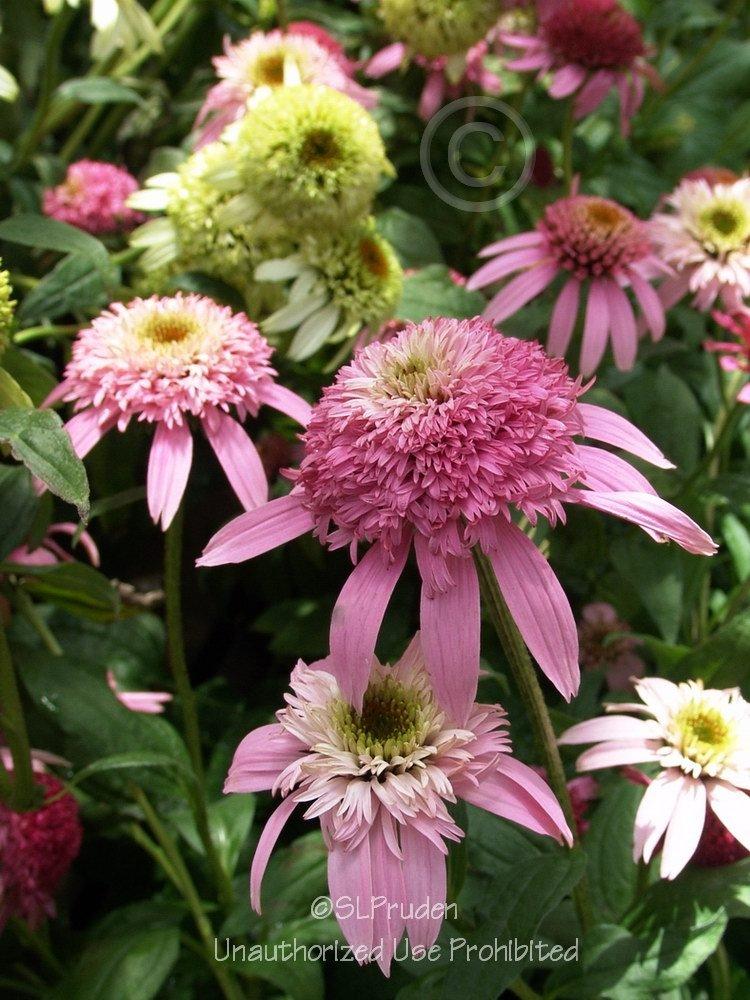 Photo of Coneflower (Echinacea 'Pink Double Delight') uploaded by DaylilySLP