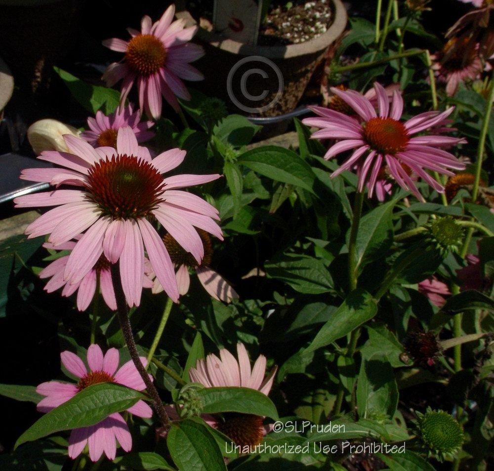 Photo of Coneflower (Echinacea purpurea PowWow® Wild Berry) uploaded by DaylilySLP