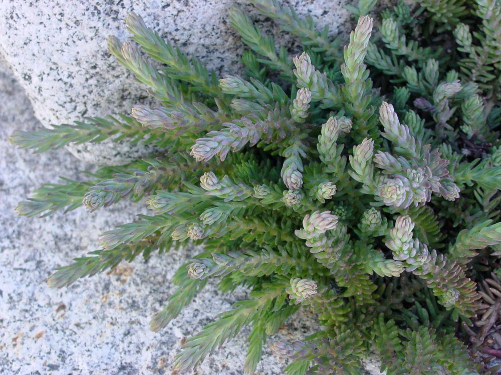 Photo of Jenny's Stonecrop (Petrosedum rupestre subsp. rupestre 'Blue Spruce') uploaded by MaryDurtschi
