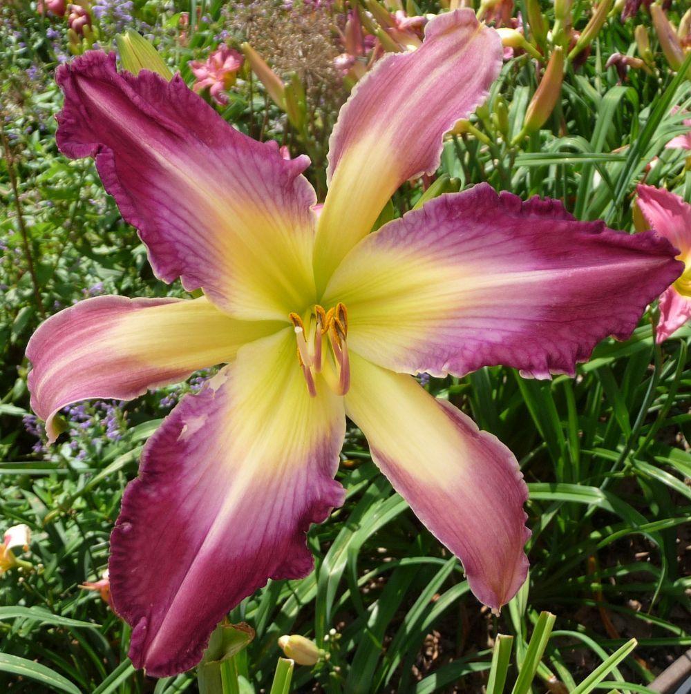 Photo of Daylily (Hemerocallis 'Confessions of a Hemaholic') uploaded by twixanddud