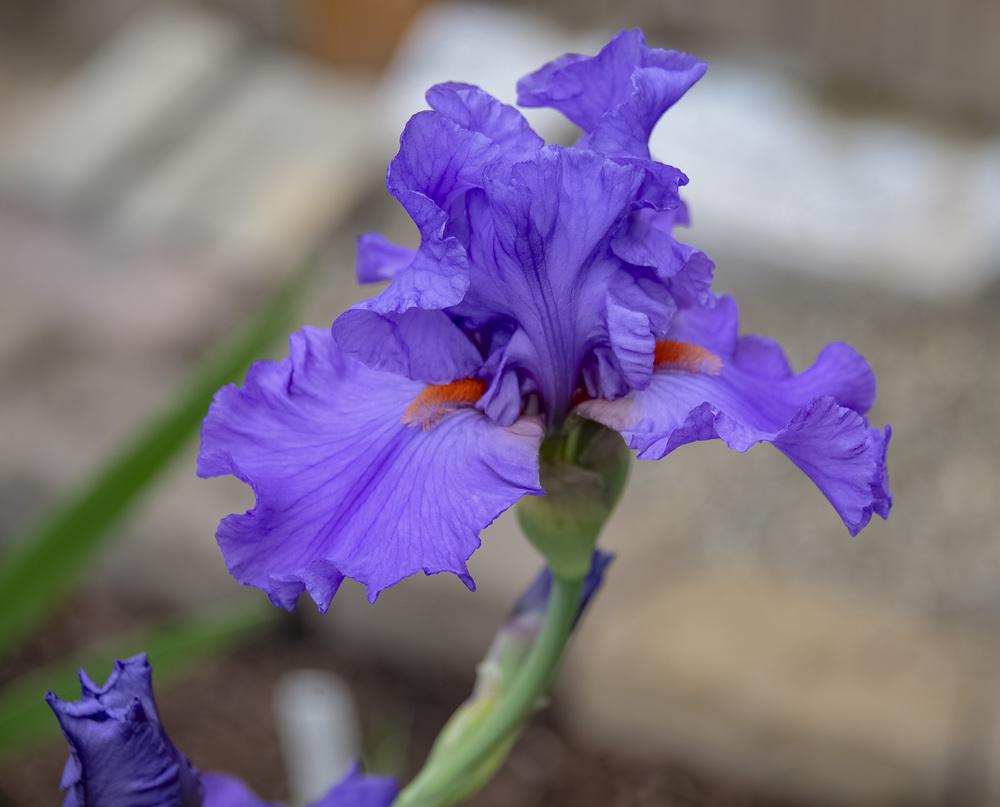 Photo of Tall Bearded Iris (Iris 'Pacific Fire') uploaded by DJFVancouverWA