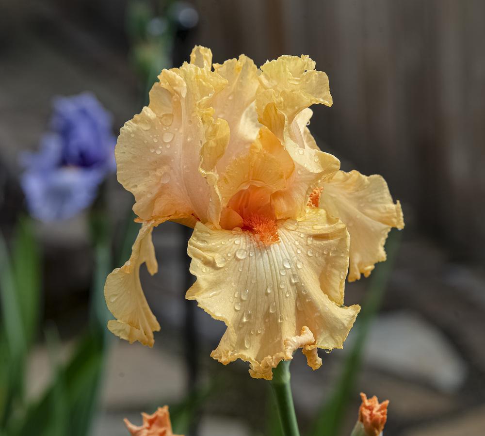 Photo of Tall Bearded Iris (Iris 'Oh So Yummy') uploaded by DJFVancouverWA
