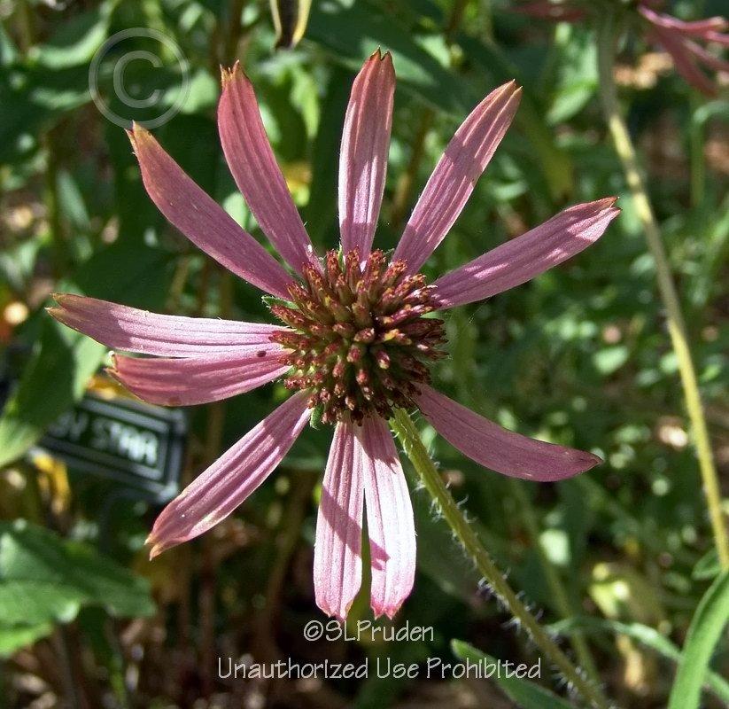 Photo of Tennessee Coneflower (Echinacea tennesseensis 'Rocky Top') uploaded by DaylilySLP