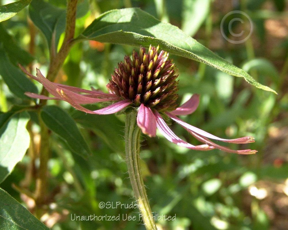 Photo of Tennessee Coneflower (Echinacea tennesseensis 'Rocky Top') uploaded by DaylilySLP