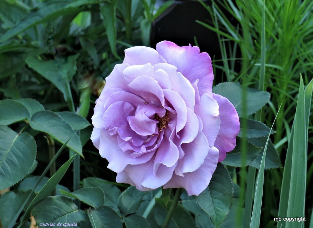 Photo of Rose (Rosa 'Charles de Gaulle') uploaded by MargieNY