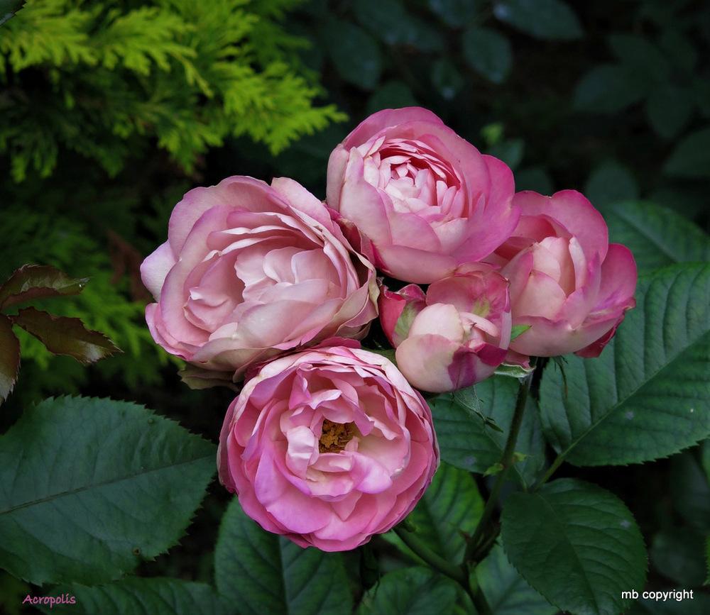 Photo of Rose (Rosa 'Acropolis') uploaded by MargieNY