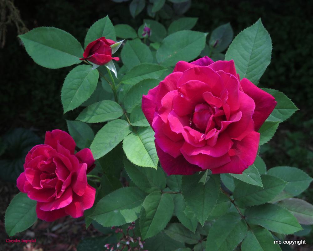 Photo of Rose (Rosa 'Chrysler Imperial') uploaded by MargieNY