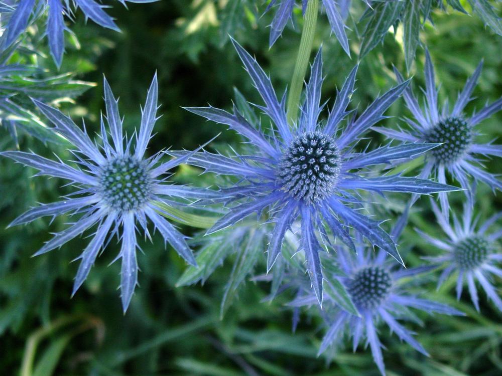 Photo of Sea Holly (Eryngium 'Sapphire Blue') uploaded by MaryDurtschi