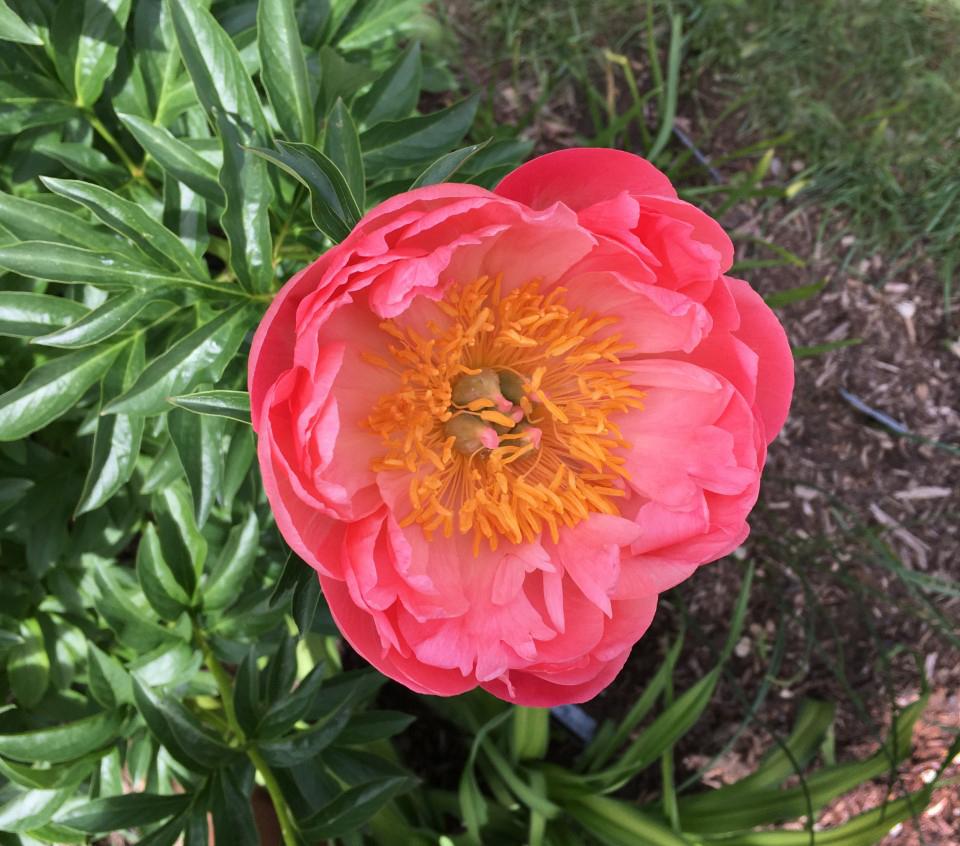 Photo of Peony (Paeonia 'Coral Sunset') uploaded by MaryDurtschi