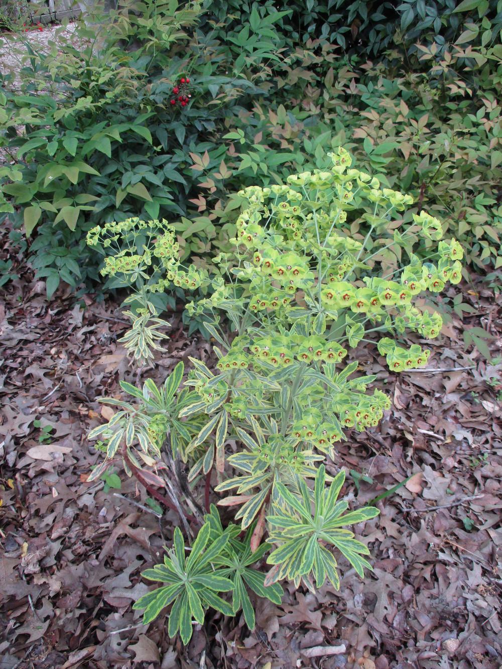 Photo of Euphorbia (Euphorbia x martini 'Ascot Rainbow') uploaded by Peggy8b