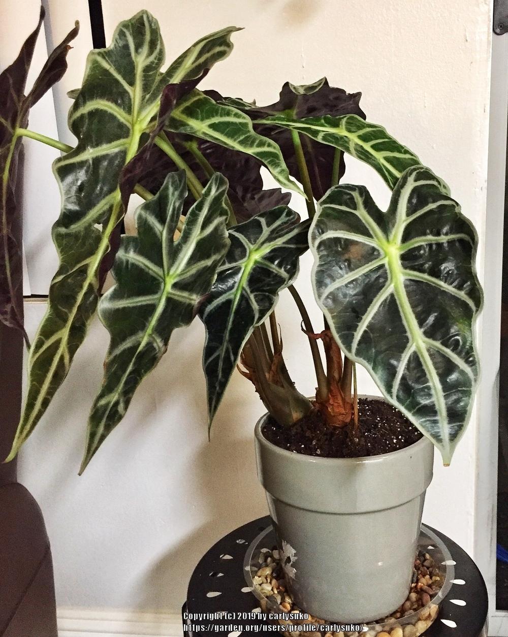 Photo of African Mask (Alocasia 'Polly') uploaded by carlysuko