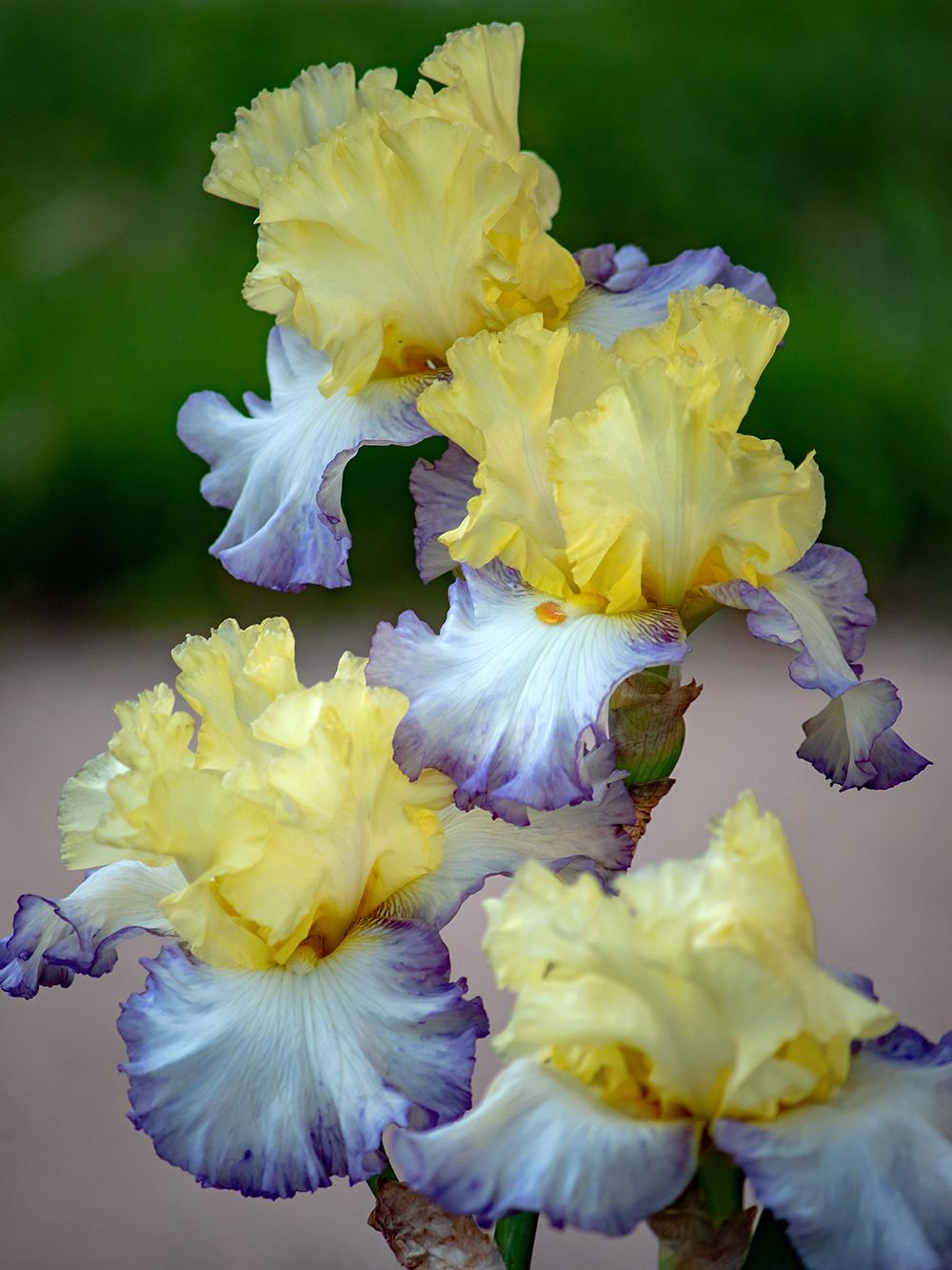 Photo of Tall Bearded Iris (Iris 'Boundless') uploaded by dirtdorphins