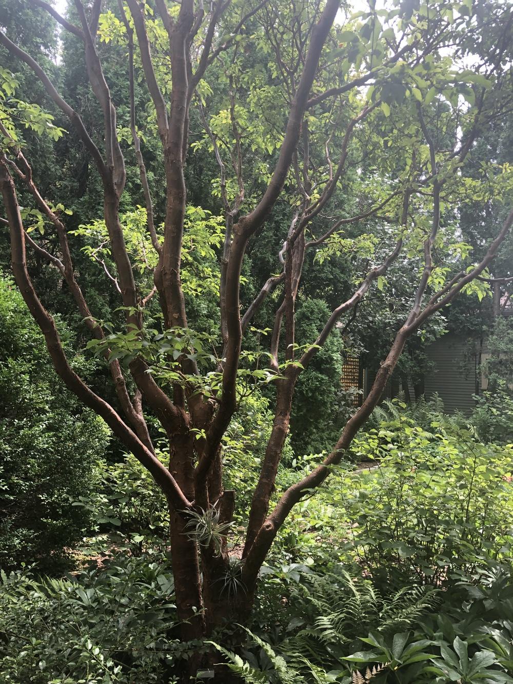 Photo of Paperbark Maple (Acer griseum) uploaded by katrinarspea