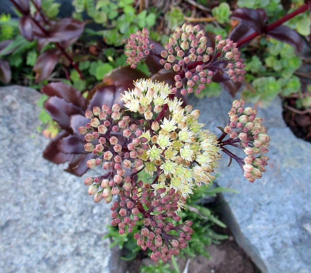 Photo of Stonecrop (Hylotelephium telephium subsp. telephium Touchdown™ Flame) uploaded by lauribob