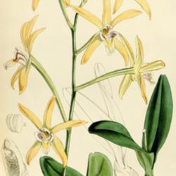 
Date: c. 1853
illustration by Fitch from 'Curtis's Botanical Magazine', 1853