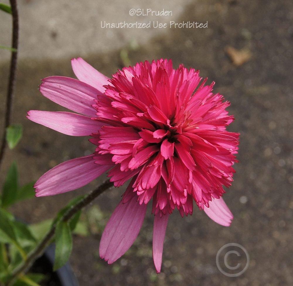 Photo of Coneflower (Echinacea 'Southern Belle') uploaded by DaylilySLP