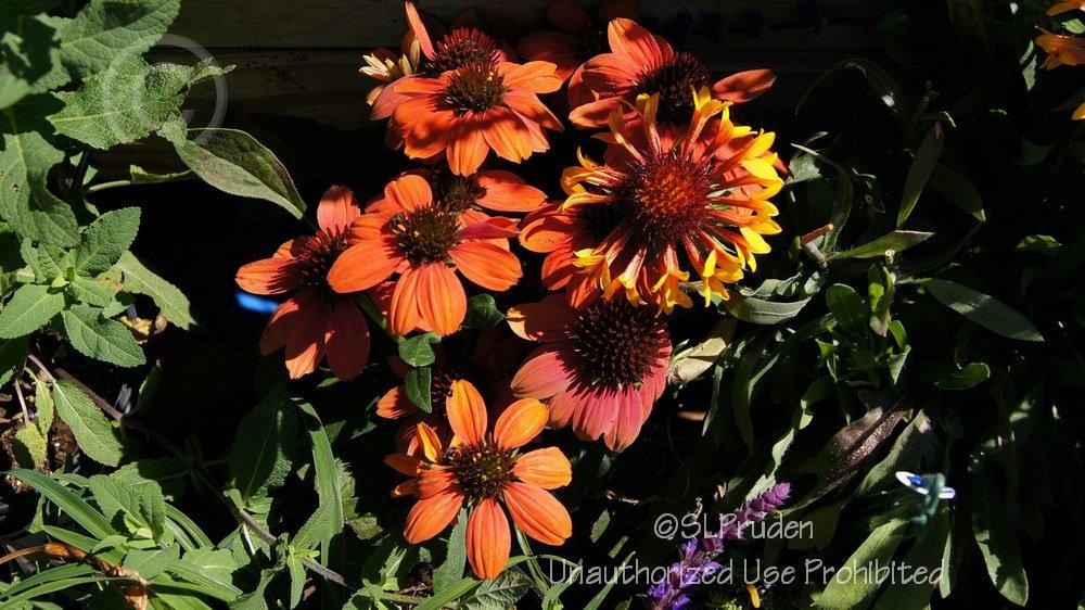 Photo of Coneflower (Echinacea Sombrero® Poco™ Hot Coral) uploaded by DaylilySLP