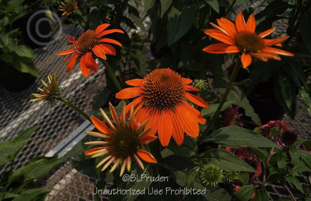 Photo of Coneflower (Echinacea Sombrero® Adobe Orange) uploaded by DaylilySLP