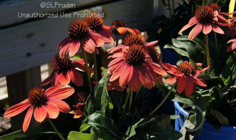 Photo of Coneflower (Echinacea Sombrero® Poco™ Hot Coral) uploaded by DaylilySLP