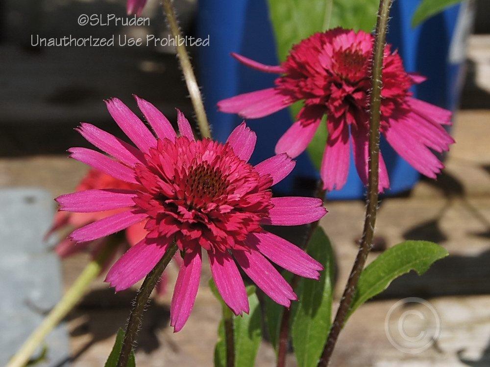 Photo of Coneflower (Echinacea 'Southern Belle') uploaded by DaylilySLP