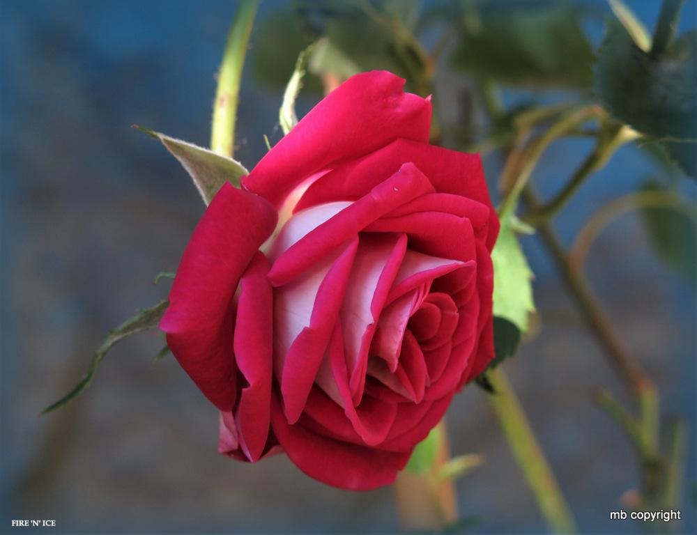 Photo of Rose (Rosa 'Fire 'n' Ice') uploaded by MargieNY