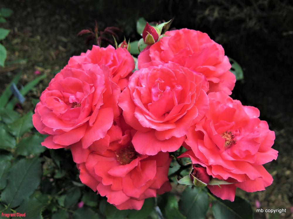Photo of Rose (Rosa 'Fragrant Cloud') uploaded by MargieNY