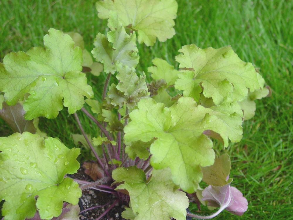 Photo of Coral Bells (Heuchera 'Lime Marmalade') uploaded by MaryDurtschi