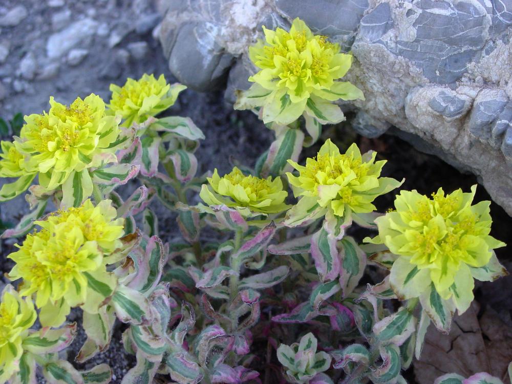 Photo of Cushion Spurge (Euphorbia epithymoides 'First Blush') uploaded by MaryDurtschi