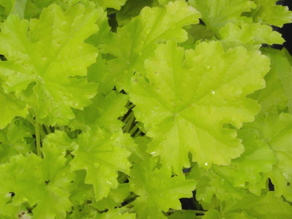 Photo of Coral Bells (Heuchera Dolce® Key Lime Pie) uploaded by MaryDurtschi