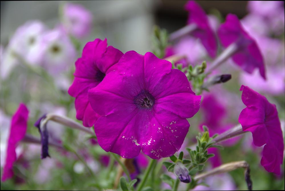 Photo of Violet-flowered Petunia (Petunia integrifolia) uploaded by MrBooker