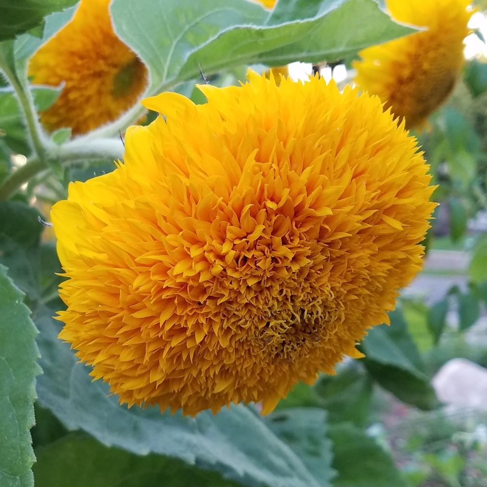 Photo of Dwarf Sunflower (Helianthus annuus 'Teddy Bear') uploaded by OrganicJen