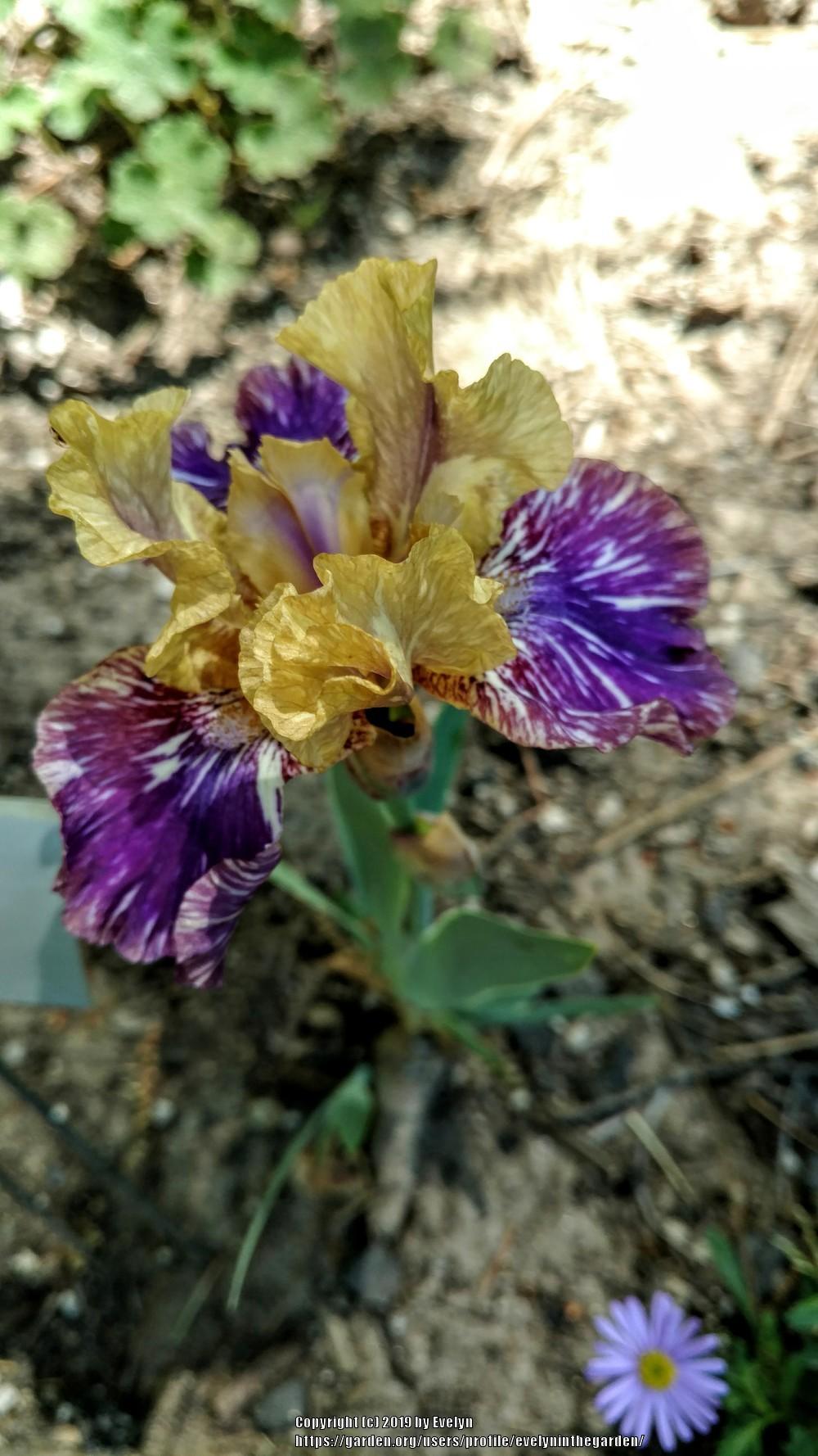 Photo of Intermediate Bearded Iris (Iris 'Doe Z Doe') uploaded by evelyninthegarden