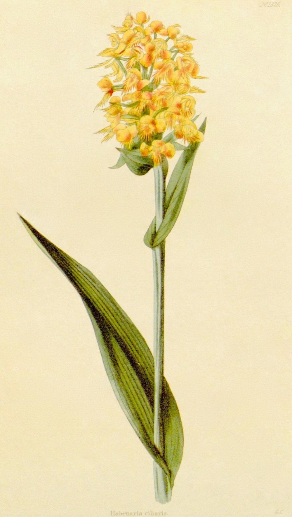 Photo of Yellow Fringed Orchid (Platanthera ciliaris) uploaded by scvirginia